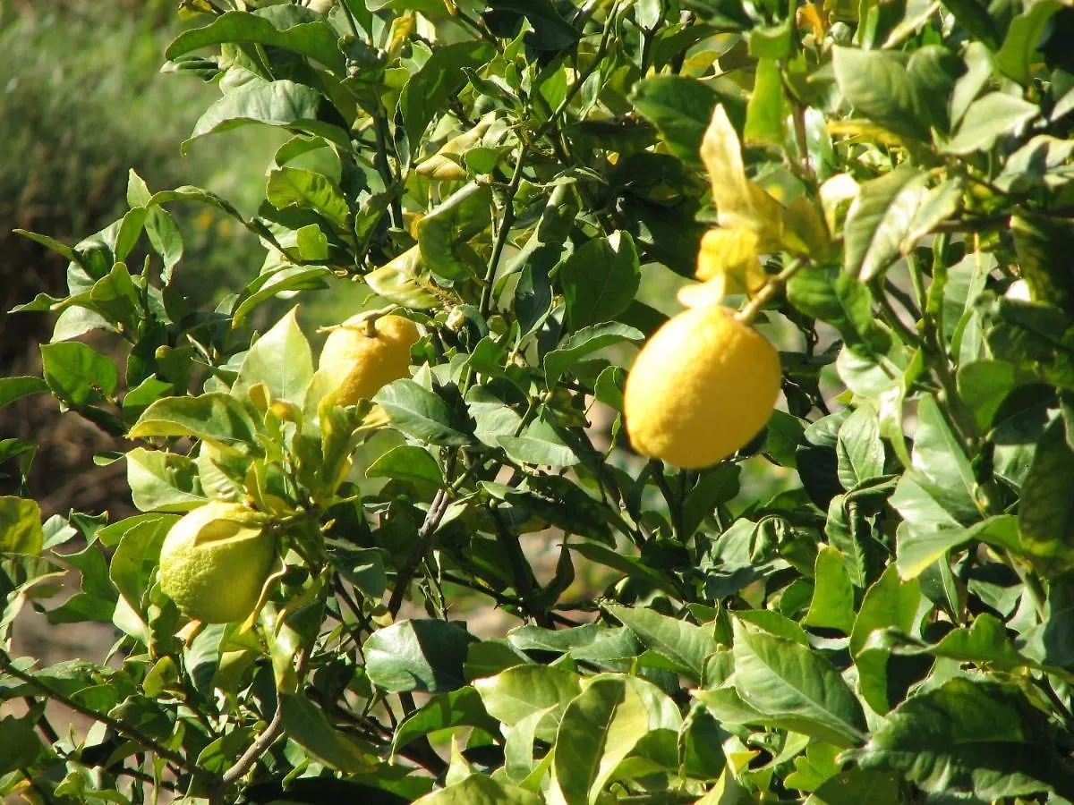 בית נופש Sayalonga Villa Perla Blanca ספרד